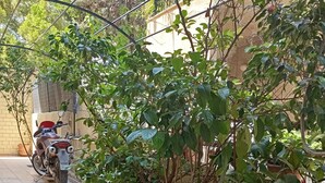 A tiled patio with potted plants and a parked motorcycle. - Home & Garden with free parking close to Olympic Stadium (Nea Ionia)