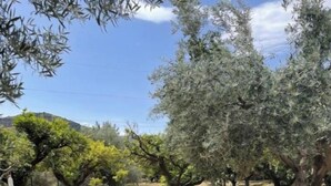 Un olivar con árboles y un camino de tierra.