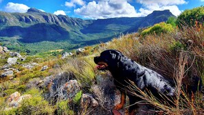 Een bergachtig landschap met een hond op de voorgrond.