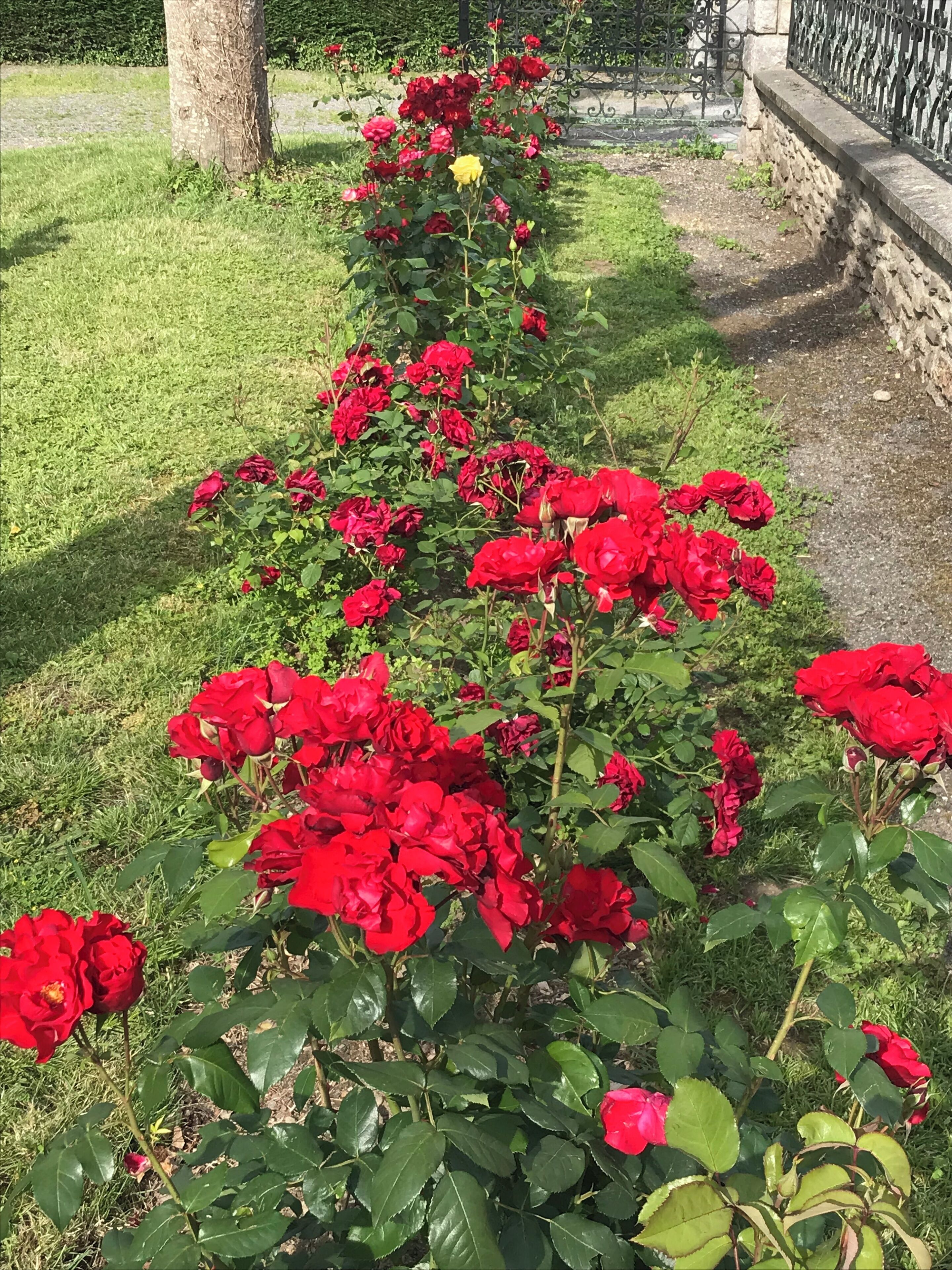 A garden with a row of red roses and a single yellow rose.