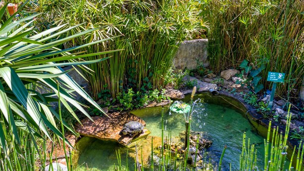 A pond with a turtle, surrounded by dense vegetation and rocks.
