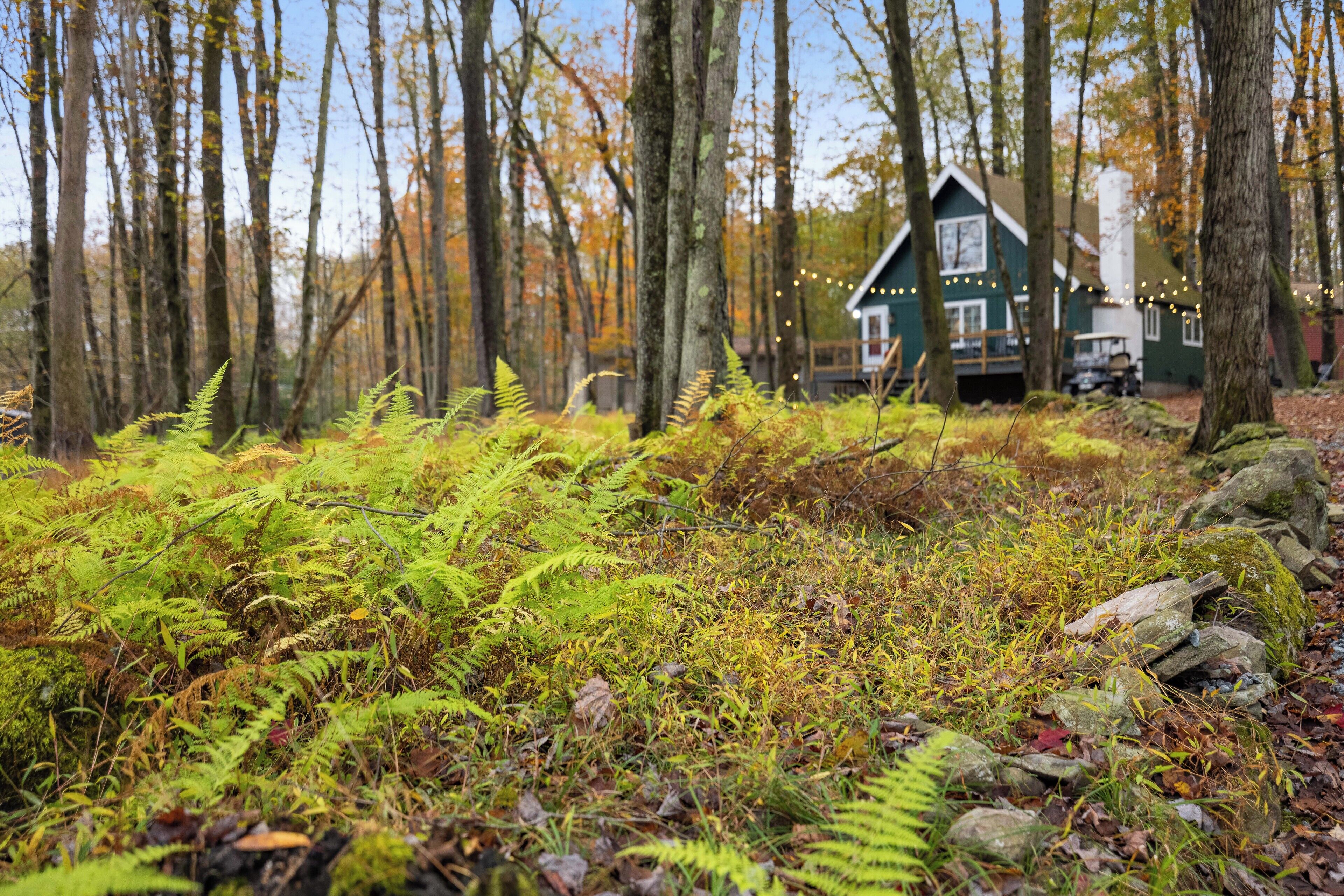 A cabin surrounded by a forest with ferns and rocks.