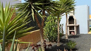 Ein angelegter Garten mit verschiedenen Pflanzen, einer kleinen Struktur und einem Gebäude im Hintergrund.