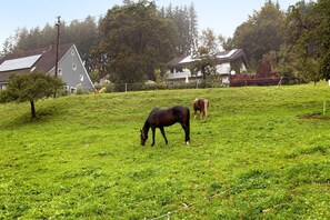 A grassy field with two horses grazing, surrounded by houses and trees.
