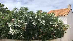 A white building with a red-tiled roof, a white wall, and a dense shrubbery with white flowers. - At the foot of the dunes and the beach! Ideal for a quiet place (Barbâtre)