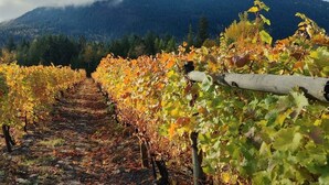A vineyard with rows of grapevines and a mountain in the background. - Glamping at vinyard (Tappen)