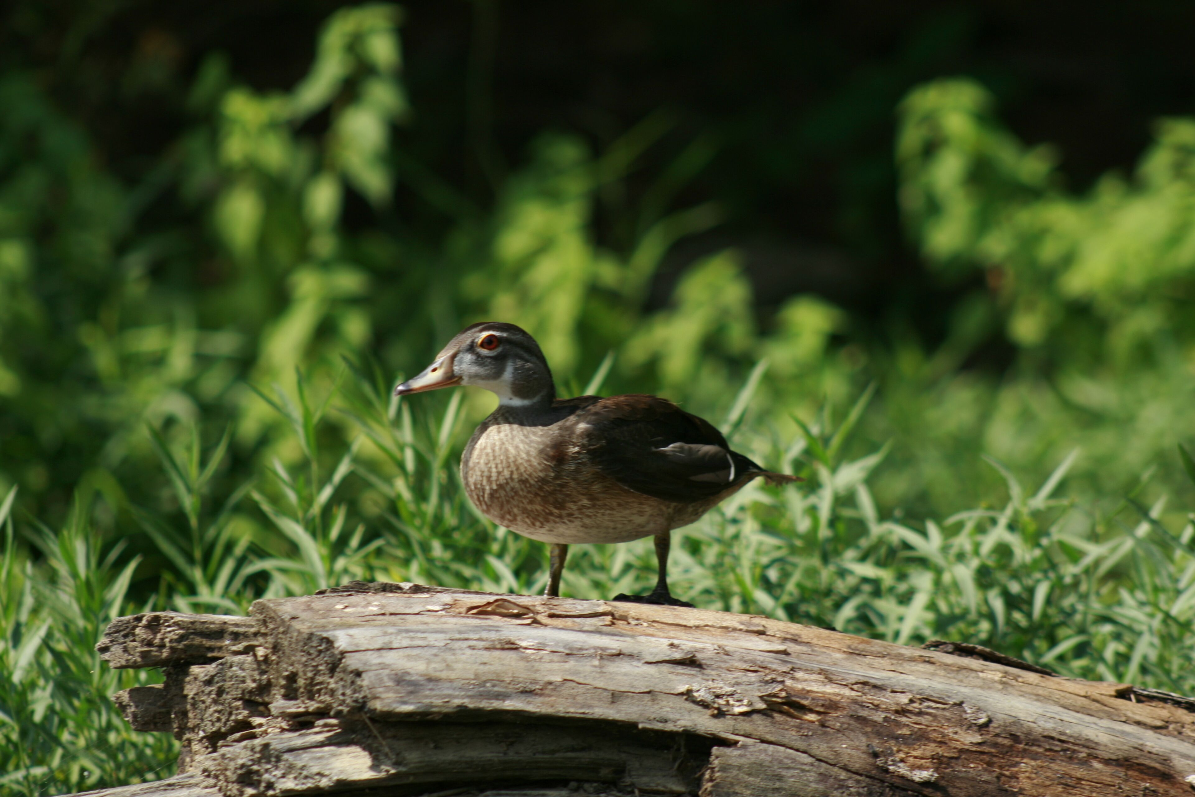 A duck standing on a log in a grassy area.