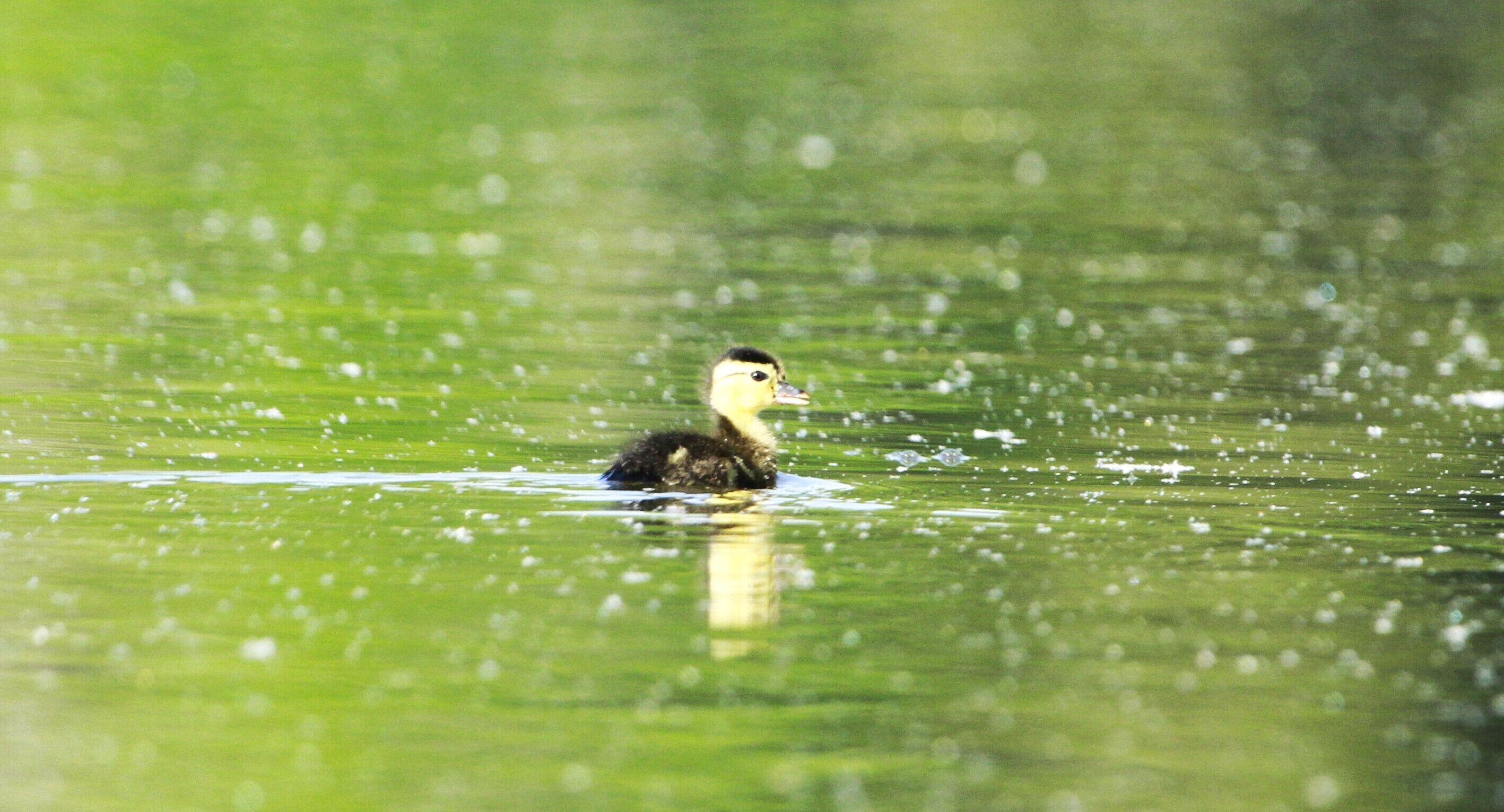 Un pato nada en un cuerpo de agua con un fondo verde borroso.