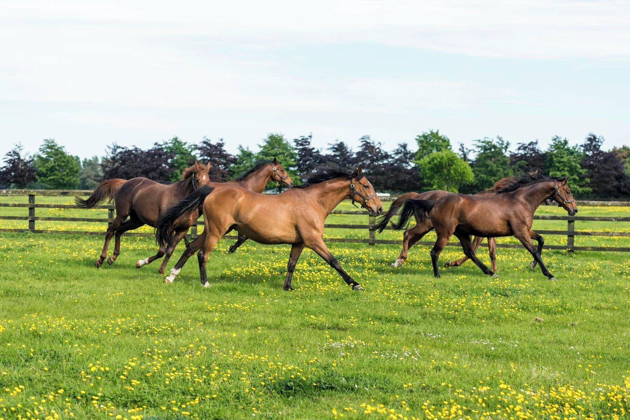 A group of horses running in a grassy field with a wooden fence and trees in the background.
