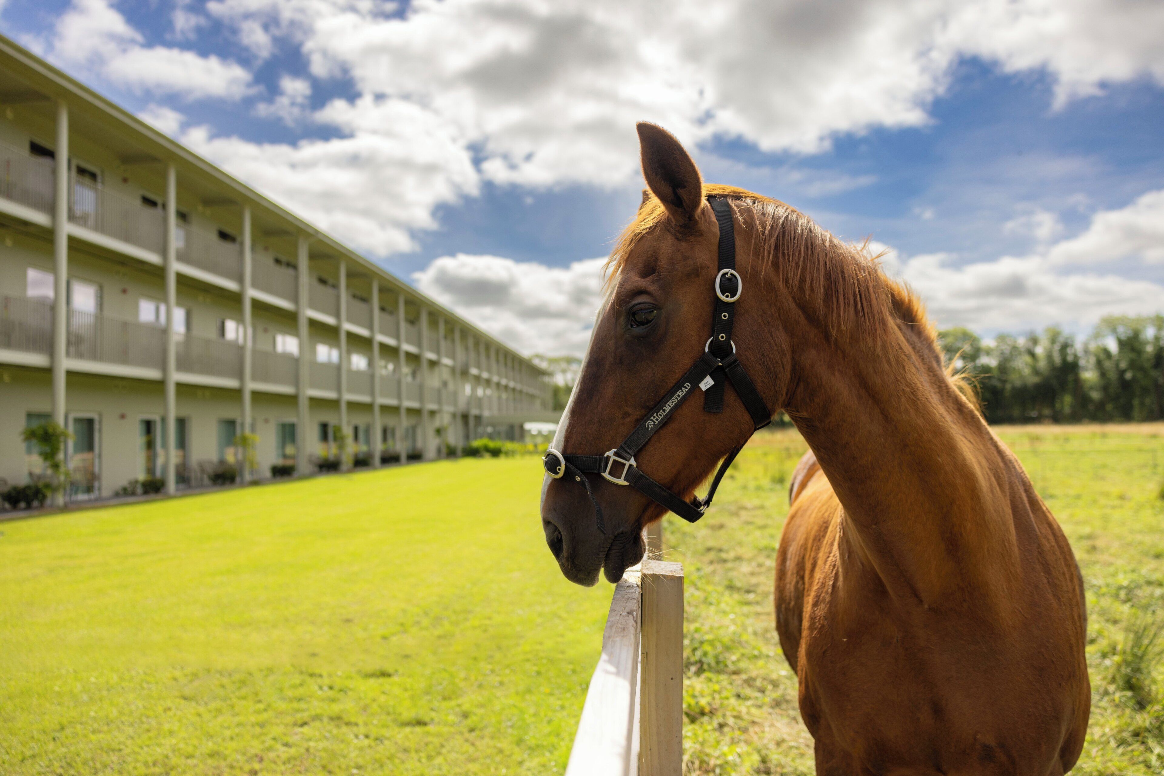 A horse with a halter standing in a grassy field with a building in the background.