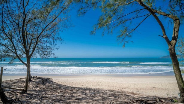 Una spiaggia con cielo sereno, onde dell'oceano e alberi.