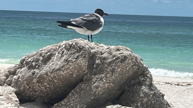 En måge sidder på en klippe ved havet.