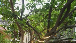 Un estrecho callejón con suelo a cuadros, un árbol con luces colgantes y un banco de madera.