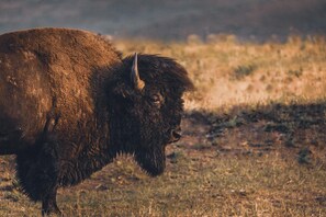 Miscellaneous - Hyatt Place Bozeman Yellowstone Airport (Belgrade)