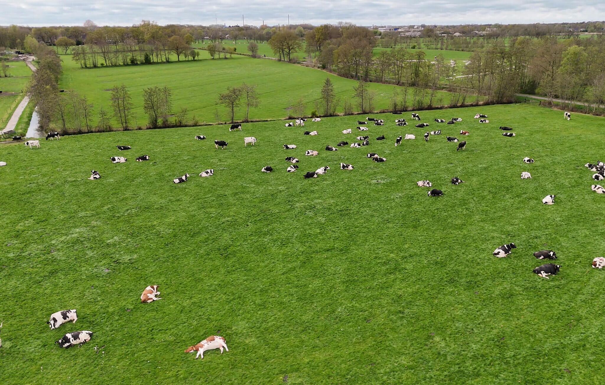 A large, open field with numerous cows grazing.