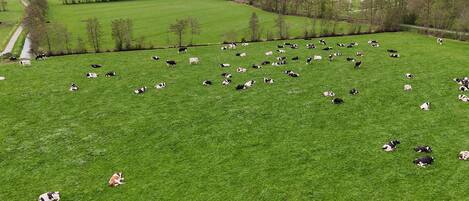 A large, open field with numerous cows grazing.