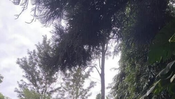 A gazebo in a lush garden with dense foliage and a clear sky. - 4Bedroom Family Home in Moshi (Moshi)
