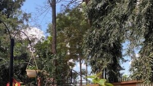 A garden with potted plants and a curved pathway. - 4Bedroom Family Home in Moshi (Moshi)