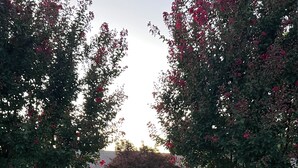 Ein Weg führt zu einem Gebäude mit einer Ziegelauffahrt, umgeben von Bäumen mit roten Blüten und Steinsskulpturen.