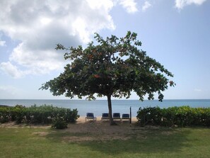Ein Küstenbereich mit einem großen Baum, mehreren Liegestühlen und Blick auf das Meer.