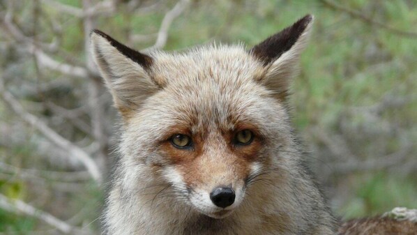 A close-up of a fox's head with a blurred natural background. - Rural Mountain Hotel - Cazorla (La Iruela)