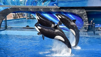 Two orcas performing in a pool with a blue and white design backdrop.