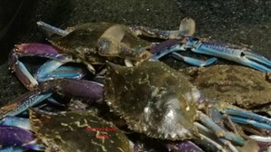 Un grupo de cangrejos con patas moradas y azules, probablemente del río Murray.