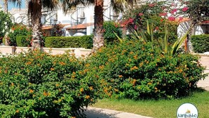 A garden with palm trees, orange flowers, and a white building with a red roof in the background. - Kartibubbo Beach Resort (Campobello di Mazara)