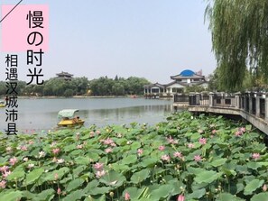 Vista tranquila de um lago com flores de lótus ao primeiro plano, um edifício tradicional ao fundo e uma ponte sobre a água.