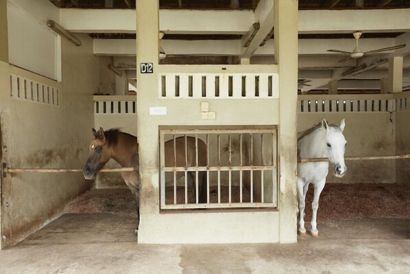 Miscellaneous - Terengganu Equestrian Resort (Kuala Terengganu)