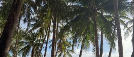 A beach with palm trees and a clear view of the ocean.