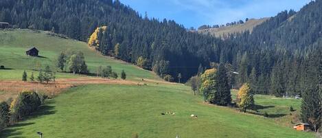 Terrain de sport