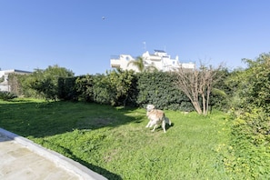 Un perro en un área con césped, con un edificio al fondo.