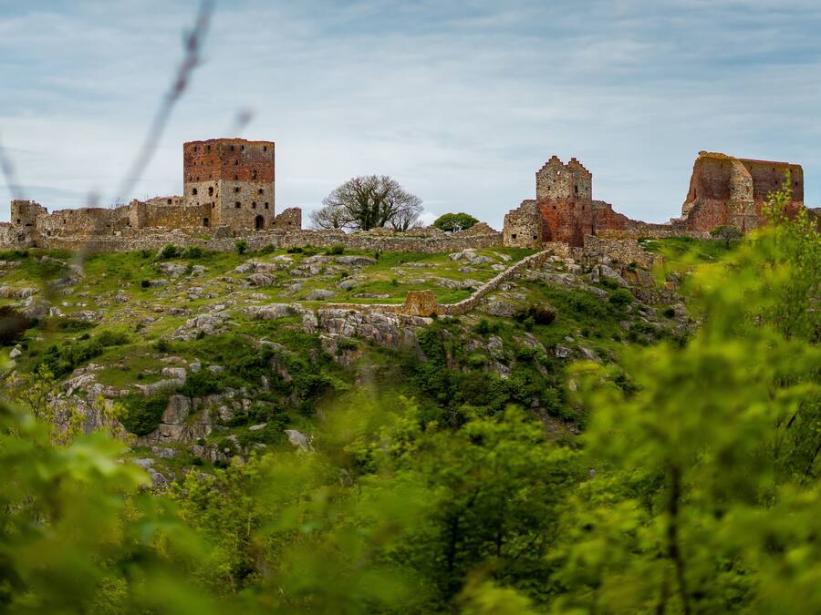 An ancient castle ruin with multiple towers and a large tree in the center.