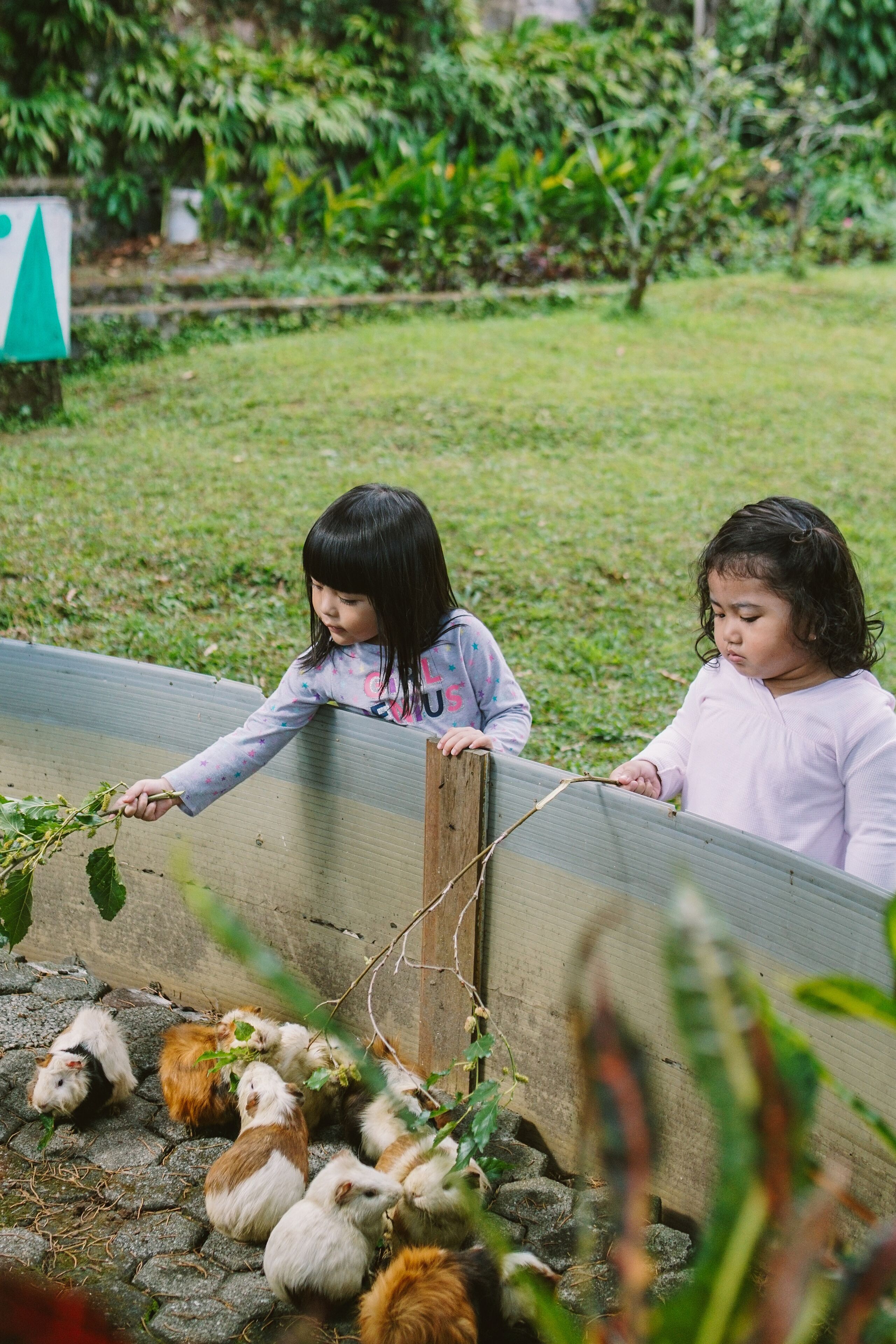 Two children interacting with guinea pigs near a wooden fence in a garden setting.