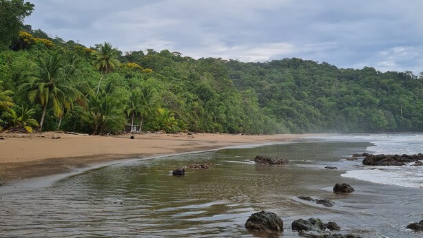Una playa con orilla arenosa, agua tranquila y vegetación verde densa al fondo.