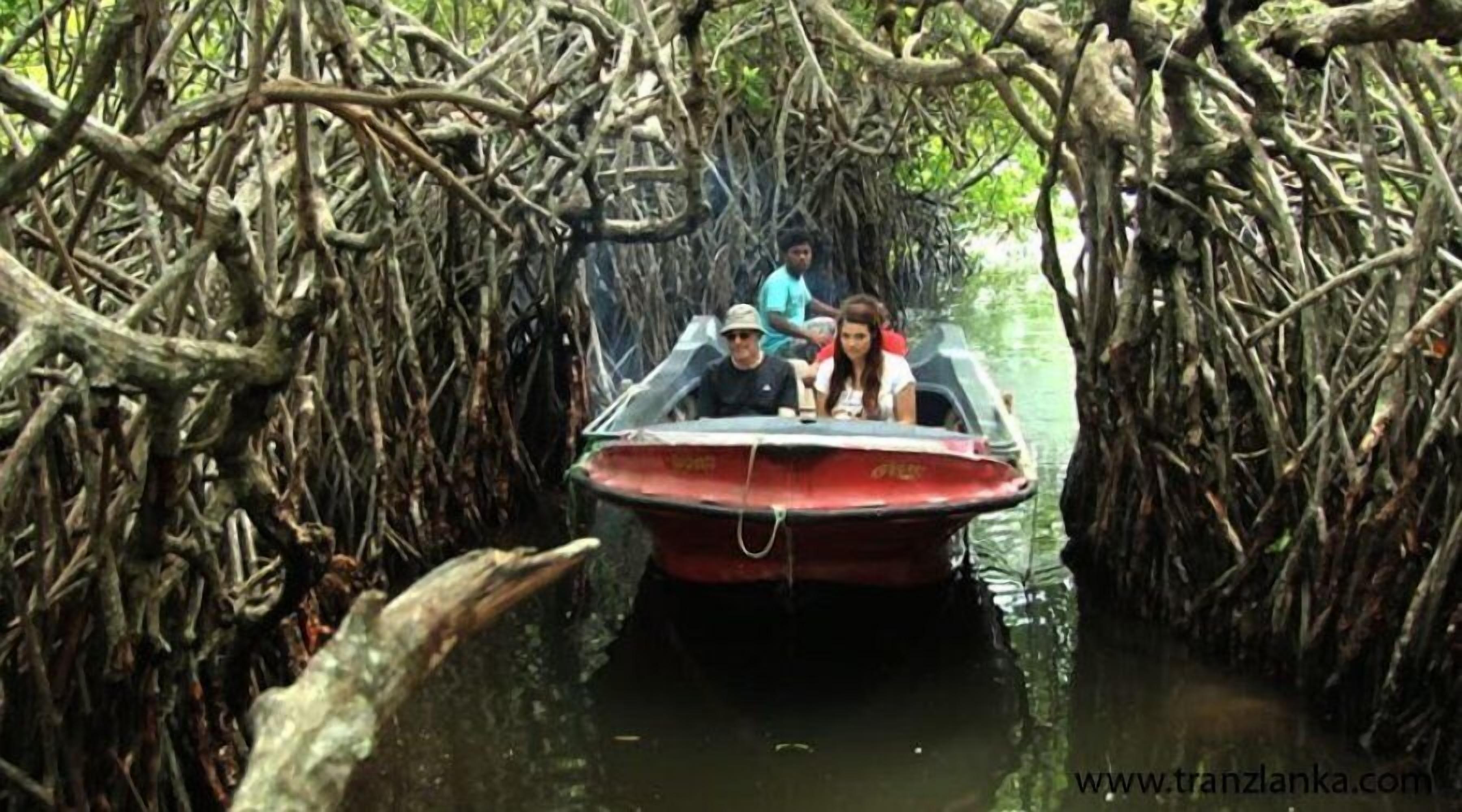 A boat navigating through mangrove roots.