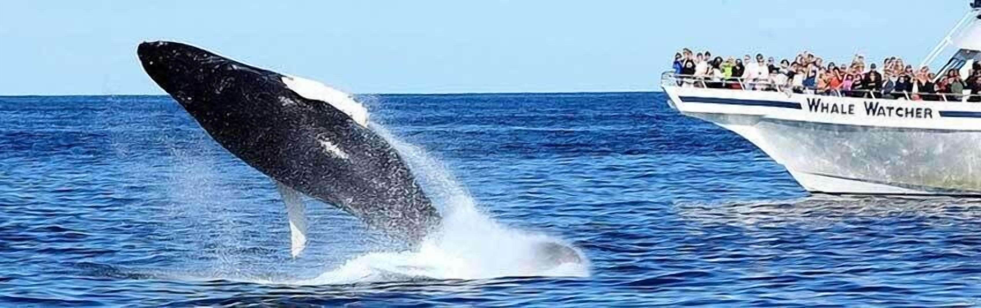 A whale watching boat with passengers observing a whale breaching the water.