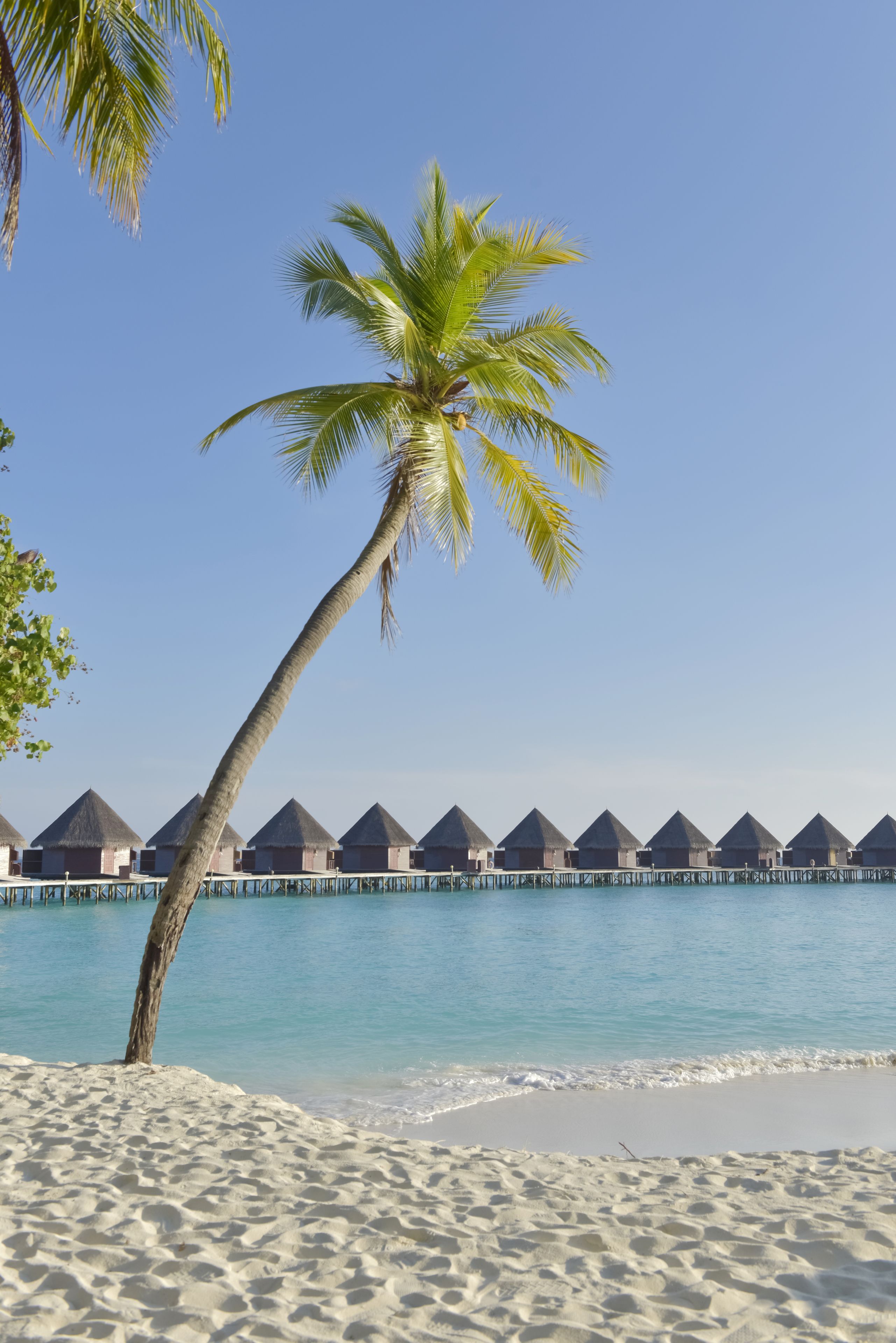 A beach with a palm tree, clear blue water, and overwater bungalows.