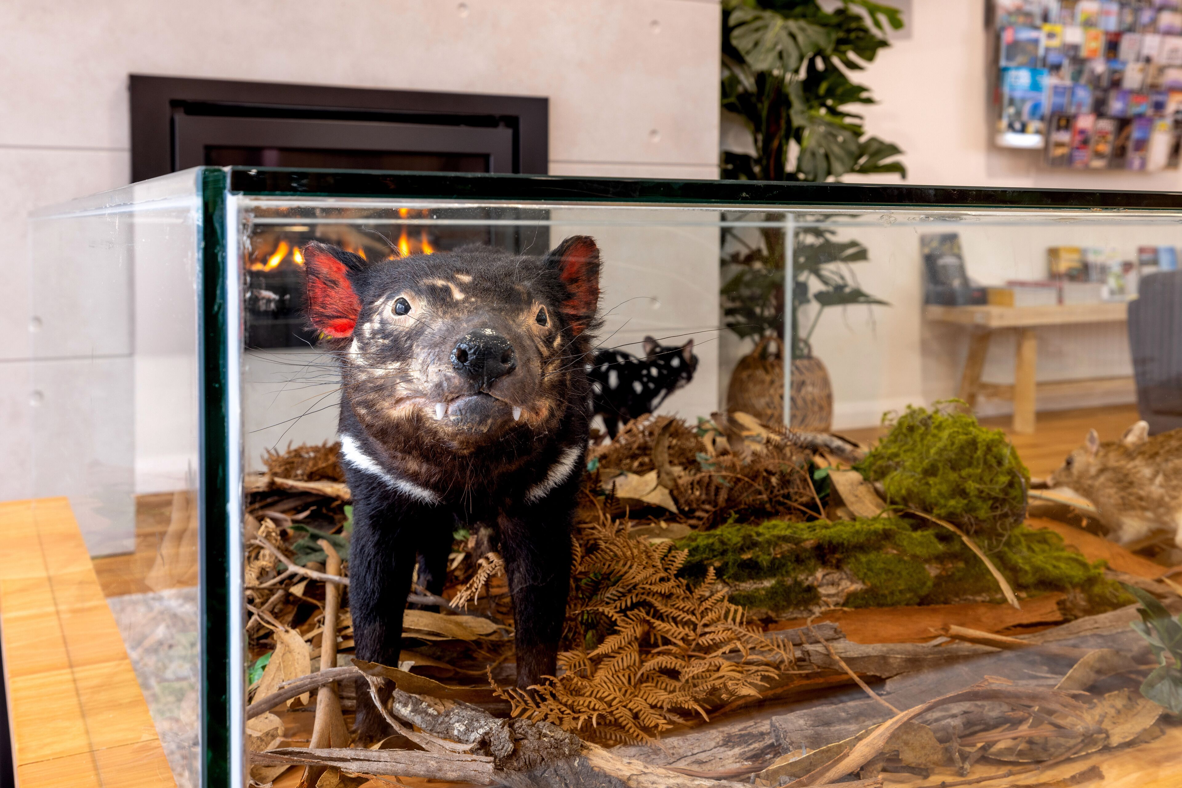 Foto - BIG4 Launceston Holiday Park