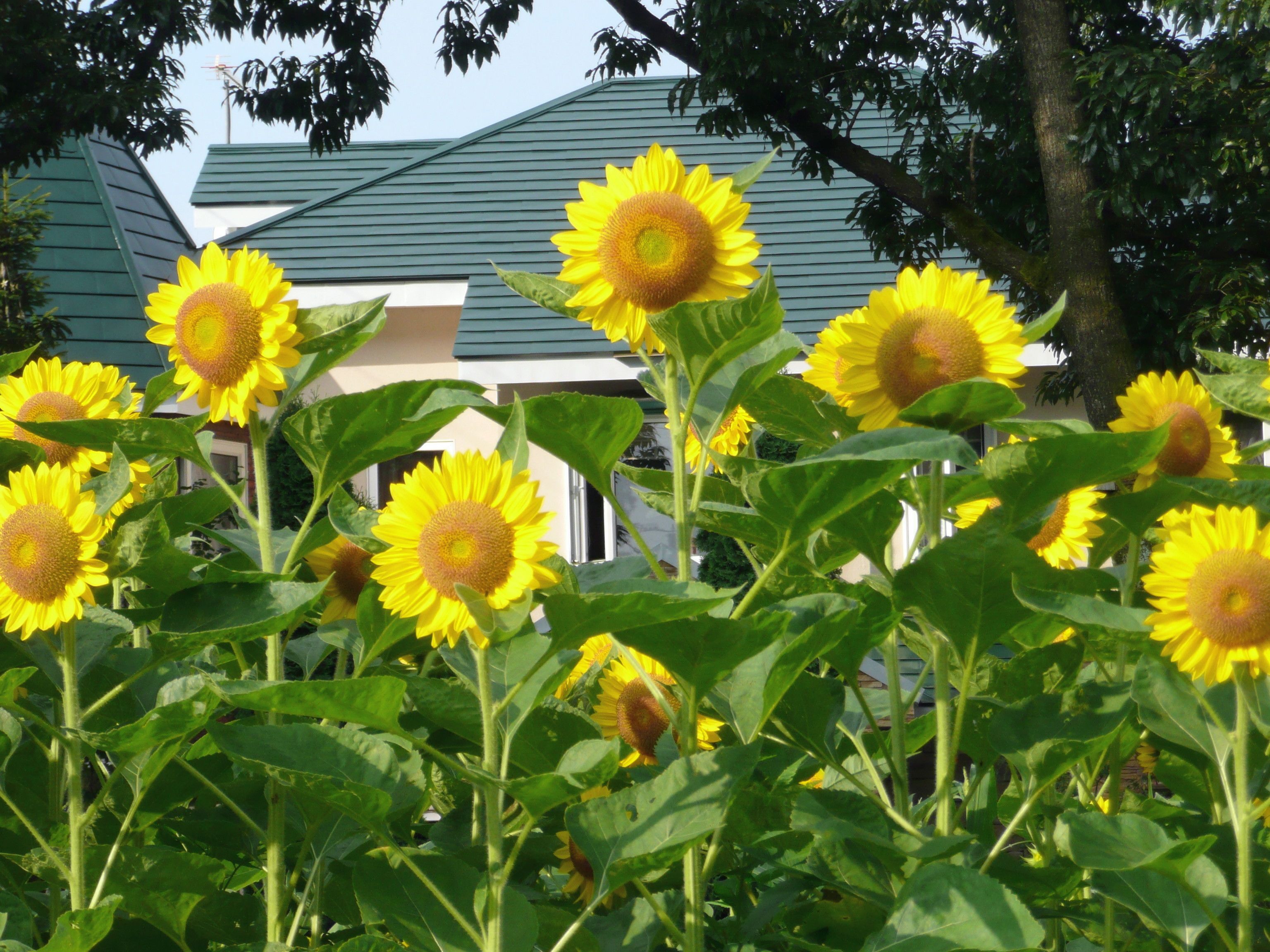 A garden with sunflowers in front of a building with a green roof.