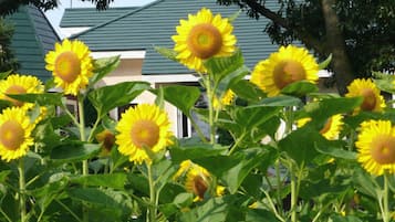 A garden with sunflowers in front of a building with a green roof.