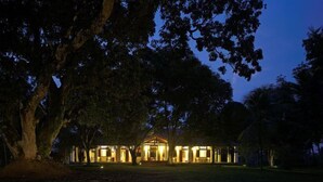Un árbol grande con un edificio iluminado al fondo.