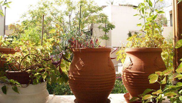 Des pots en terre cuite avec des plantes sur un balcon.