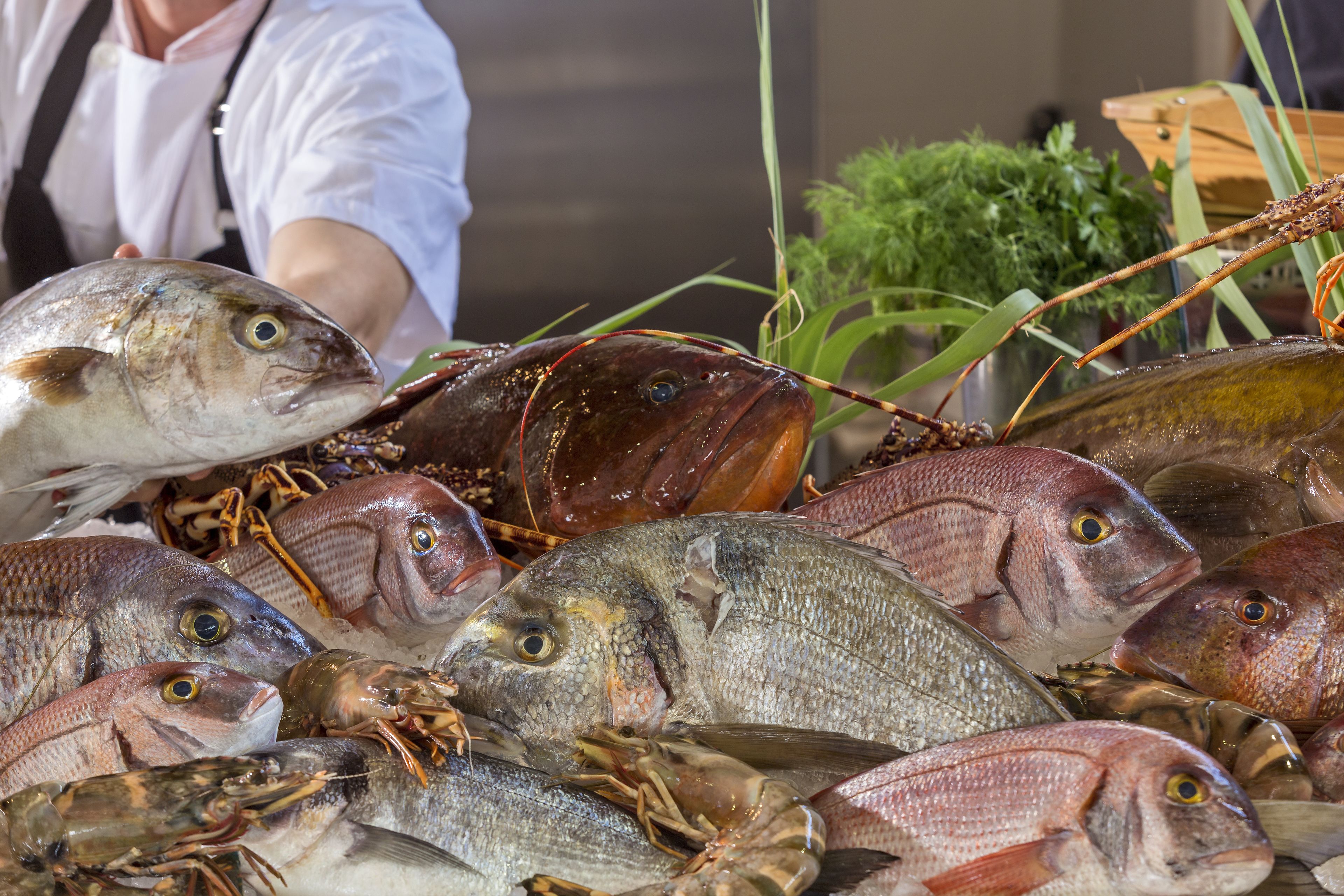 Variedad de pescado exhibido en un mercado.