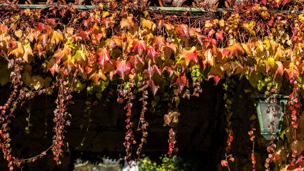 A stone pathway leading to a wooden gate, surrounded by ivy and autumn leaves. - Quinta da Roseira (Ponte de Lima)