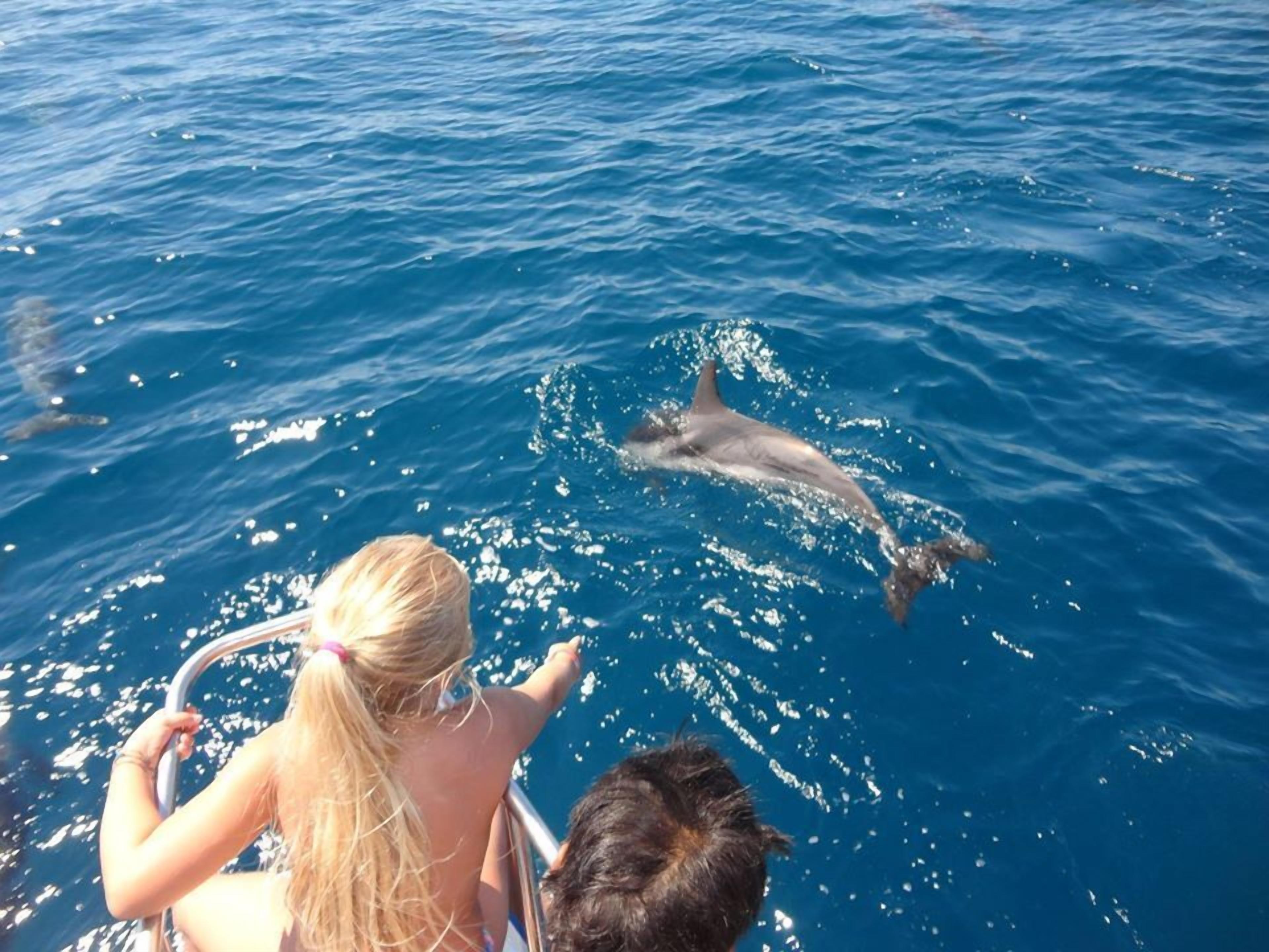A dolphin swimming in the ocean.