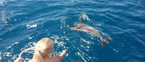 A dolphin swimming in the ocean.