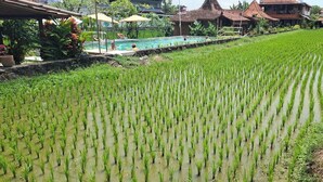 A rice paddy field with a swimming pool and traditional buildings in the background. - Alamanda Family Villas & Pool (Sleman)