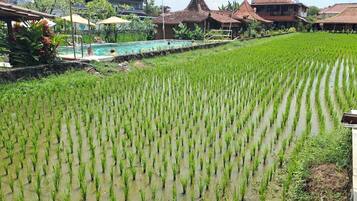 Piscina all'aperto, ombrelloni da piscina, lettini